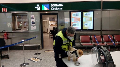Malpensa, in dogana controlli sugli animali da compagnia a seguito dei passeggeri: solo a gennaio 78 verifiche