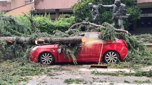 L'albero crollato su una macchina in corso Italia a Legnano, lunedì scorso L'albero crollato su una macchina in corso Italia a Legnano, lunedì scorso