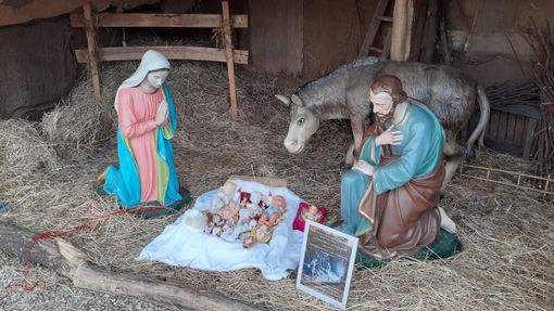 Busto, nuovo sfregio al presepe di Borsano. Rubato anche il bue