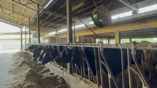 Anche gli animali soffrono il caldo, l'allarme di Coldiretti: ventilatori e doccette nelle stalle