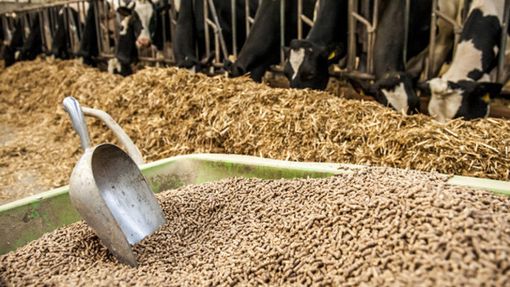 Export alimenti, mangimi, sottoprodotti di origine animale e animali vivi: attivo il sito dedicato Export alimenti, mangimi, sottoprodotti di origine animale e animali vivi: attivo il sito dedicato