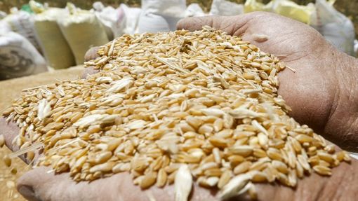 «Bene stangata sul grano di Putin. Tutelare Italia da invasione cereali stranieri»