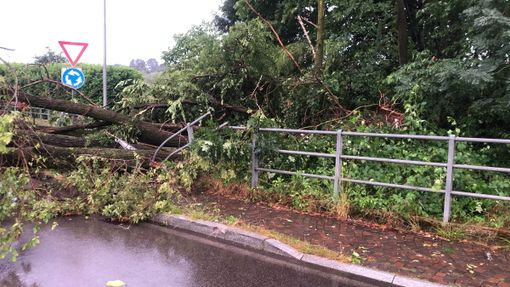 Un albero abbattuto dal nubifragio a Casorate Sempione (foto dalla pagina Facebook del sindaco Cassani) Un albero abbattuto dal nubifragio a Casorate Sempione (foto dalla pagina Facebook del sindaco Cassani)