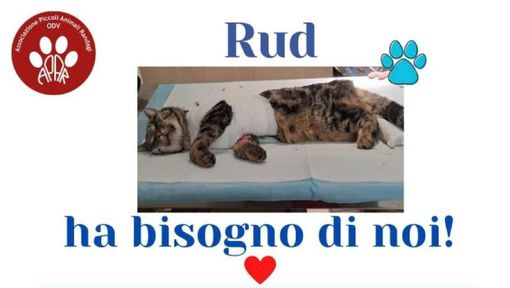 L’appello: «Aiutateci con le spese mediche per Rud»