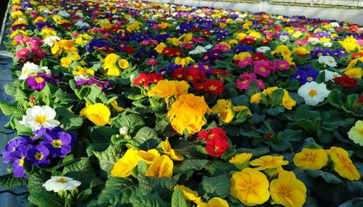 Venticinque nuove vite accolte nel 2025 dal Cav di Busto Arsizio