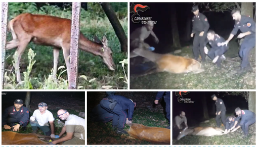 VIDEO. Trovato, soccorso e rimesso in libertà dopo giorni di ricerca il cervo ferito da una freccia in Valceresio VIDEO. Trovato, soccorso e rimesso in libertà dopo giorni di ricerca il cervo ferito da una freccia in Valceresio