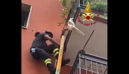 VIDEO. Cagnolino incastrato a testa in giù nelle inferriate del balcone ai piani alti viene salvato dai vigili del fuoco