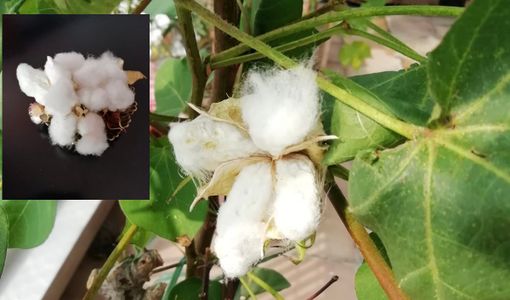 Il cotone made in Busto sui balconi della città