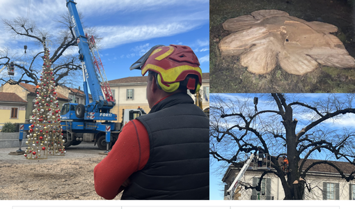 FOTO E VIDEO. Così non c'è più il &quot;pianton&quot;. «Era troppo pericoloso, arriverà un abete»