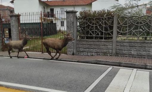 (foto tratta da facebook, Emilio Illiano). Nelle foto si vedono due cervi ma gli avvistamenti parlano con certezza di tre animali