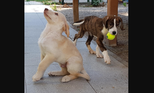 Due cagnolini in attesa di adozione al canile di Busto