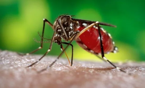 Virus Dengue, Astuti e Cominelli (Pd): «Regione aumenti il numero dei vaccini e si attivi per le disinfestazioni»