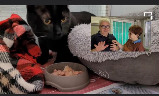 Il micio Ugo e nel riquadro i magnifici Giovanni e Luciana Il micio Ugo e nel riquadro i magnifici Giovanni e Luciana