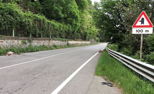 (foto LuinoNotizie.it)