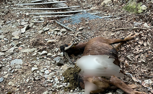 La capra sbranata nei boschi di Dumenza (foto tratta da Luinonotizie.it)