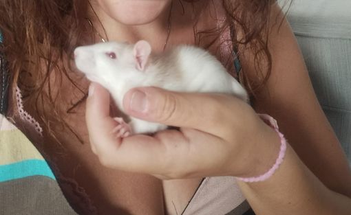 Topolina in salvo Topolina in salvo