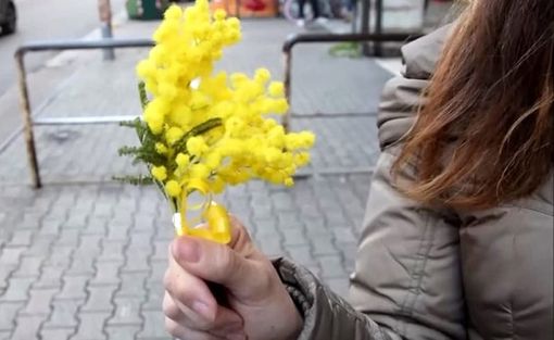 Festa della Donna, in provincia di Varese oltre 6 su 10 regalano la mimosa: i prezzi oscillano tra i 5 e i 20 euro