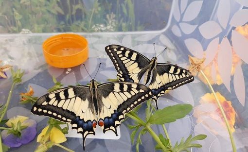 Mesenzana, “le farfalle della Materna”: nascono grazie ai bambini e volano in cielo da Giada e Alessio Mesenzana, “le farfalle della Materna”: nascono grazie ai bambini e volano in cielo da Giada e Alessio