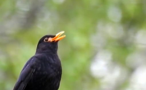 Giorni della merla, tradizione rispettata. In provincia di Varese la minima record Giorni della merla, tradizione rispettata. In provincia di Varese la minima record
