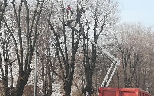 Castellanza interviene sugli olmi pericolosi di viale Borri