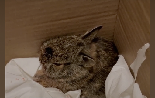 Bonny è grave, ma se ce la farà sarà merito di Sophia che non si è arresa e l'ha portata al rifugio