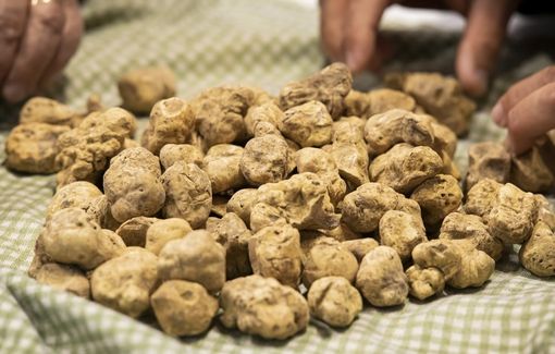 Domenica la Fiera Nazionale del tartufo bianco di Montechiaro d'Asti. Il programma completo