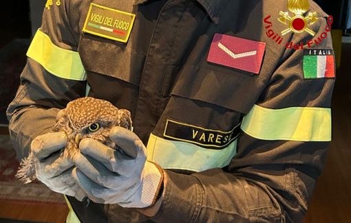 La civetta tratta in salvo dai vigili del fuoco in via Tasso a Varese La civetta tratta in salvo dai vigili del fuoco in via Tasso a Varese