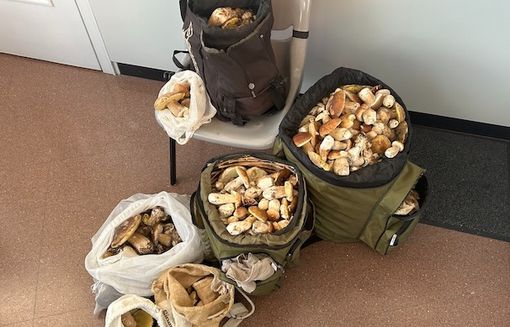 Fermati alla dogana con 30 chili di funghi, nei guai due italiani Fermati alla dogana con 30 chili di funghi, nei guai due italiani