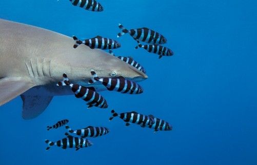 A Milano “The living sea: underwater photography by Hussain Aga Khan” A Milano “The living sea: underwater photography by Hussain Aga Khan”