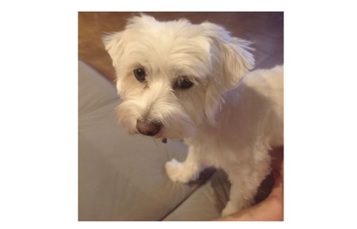 TROVATA. «Hanno rubato la mia Kira, aiutatemi a ritrovarla» TROVATA. «Hanno rubato la mia Kira, aiutatemi a ritrovarla»