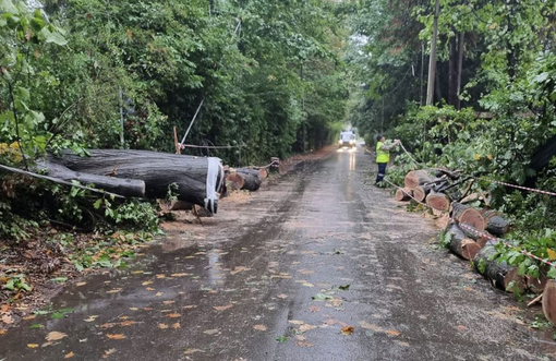Quercia secolare si abbatte in strada a Casorate Sempione: via San Giorgio senza corrente
