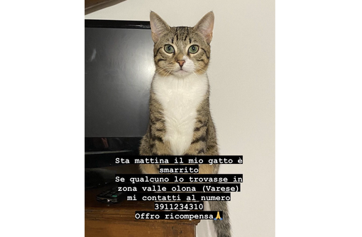 Gattino smarrito a Varese. L'sos per ritrovare Lil Gattino smarrito a Varese. L'sos per ritrovare Lil