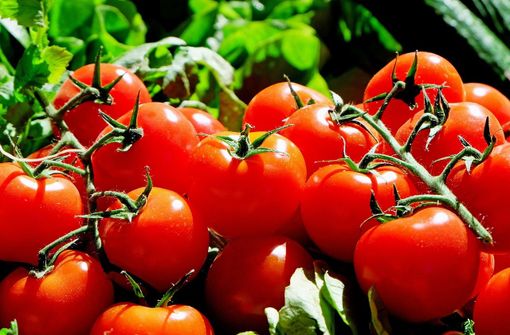 Svizzera, seimila piantine di pomodori distrutte in aeroporto per un virus. Ecco come (e in parte l'esperienza Covid insegna) Svizzera, seimila piantine di pomodori distrutte in aeroporto per un virus. Ecco come (e in parte l'esperienza Covid insegna)