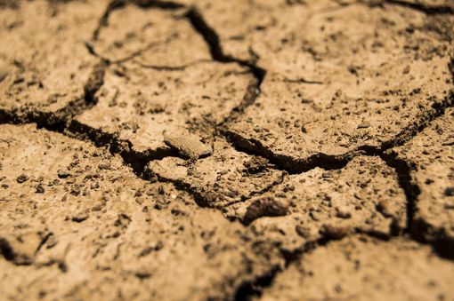 Varese, la siccità nei campi: fieno in calo del 40%, meno latte in stalla. In sofferenza anche il mais