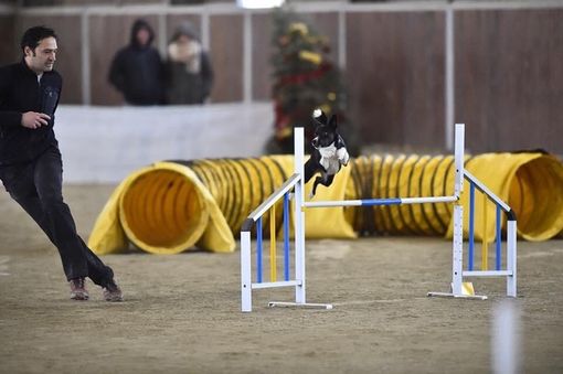 Easy-Peasy e Denis: un binomio tutto varesino per i campionati mondiali di Agility Dog