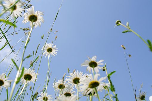 Nel pomeriggio riecco il sole con massime che sfioreranno i 20 gradi. Probabile un 25 Aprile caldo e bello Nel pomeriggio riecco il sole con massime che sfioreranno i 20 gradi. Probabile un 25 Aprile caldo e bello