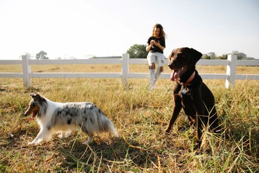 Tutti i Segreti degli Antiparassitari per Cani: Guida Completa Tutti i Segreti degli Antiparassitari per Cani: Guida Completa