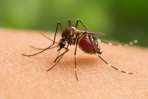 Caso di West Nile Virus individuato da Asst Valle Olona, ricovero a Busto Caso di West Nile Virus individuato da Asst Valle Olona, ricovero a Busto