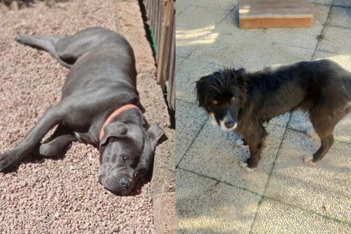 A sinistra Akira, il cane che ha perso la vita, a destra l'altro cane della famiglia