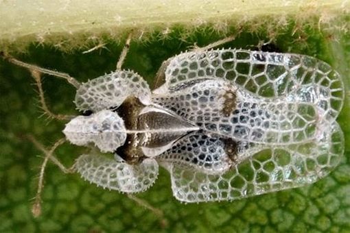Tingide del platano, infestazioni in aumento a Castellanza Tingide del platano, infestazioni in aumento a Castellanza
