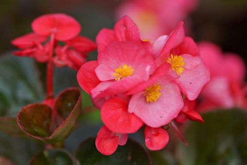 Festa della mamma: a Gallarate si distribuiscono abbracci e begonie Festa della mamma: a Gallarate si distribuiscono abbracci e begonie