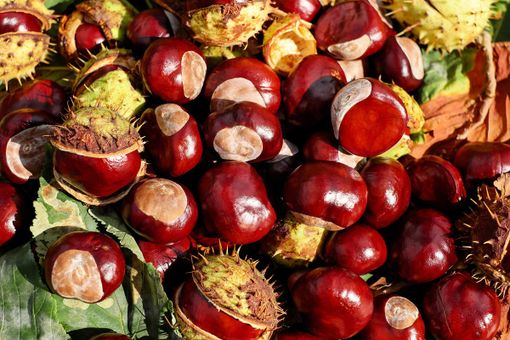 Il Parco Alto Milanese ci riprova con la “grande castagnata d'autunno”