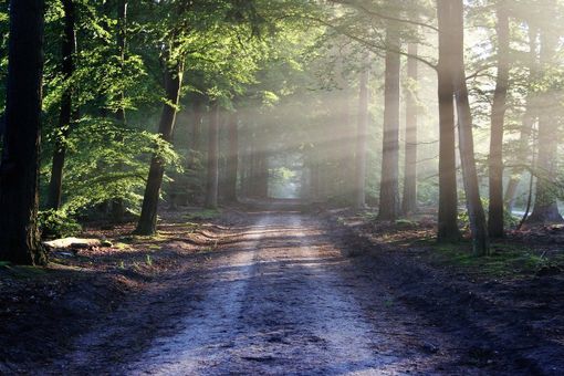 Nasce a Lonate Pozzolo l’associazione Brughiera Aps. Natura e territorio al centro