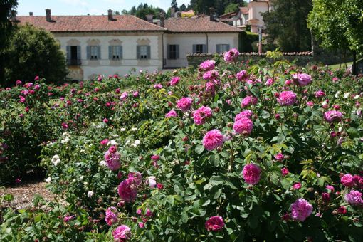 CHE FARE NEL WEEKEND. Fiori, cinema, poesia, cucina per un fine settimana tra cultura e divertimento CHE FARE NEL WEEKEND. Fiori, cinema, poesia, cucina per un fine settimana tra cultura e divertimento