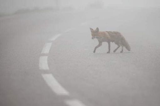 La volpe spaesata nel fumo, foto postata dalla dottoressa Pais