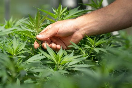 Come si evoluta la percezione del CBD negli anni Come si evoluta la percezione del CBD negli anni