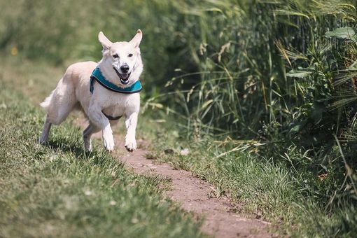 Arcisate, parte la campagna di sensibilizzazione per la raccolta delle deiezioni canine