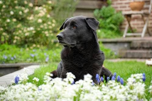 EUROFLORA 2022: Rarità e Bellezza per tutta la famiglia, cane compreso