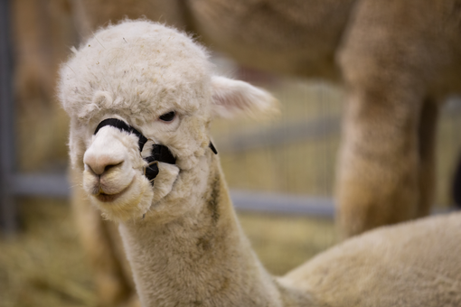 Petsfestival 2023 presenta l'International Llma &amp; Alpaca show