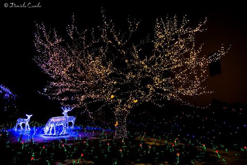Pronte ad accendersi le Lucine di Natale a Laveno Mombello: sul lago Maggiore oltre 500 mila led